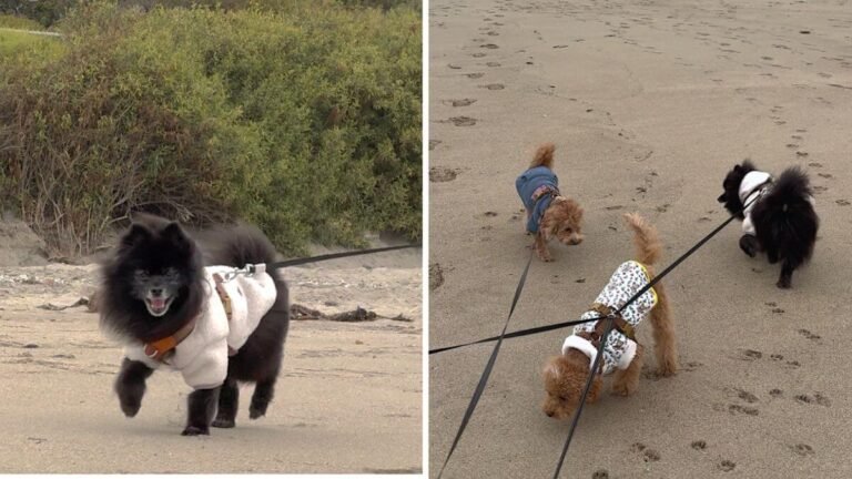 Collage of three dogs on leashes walking on the sand at North Beach in Leo Carrillo State Park, Malibu