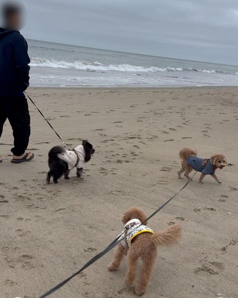 Three dogs running and playing together on North Beach at Leo Carrillo State Park