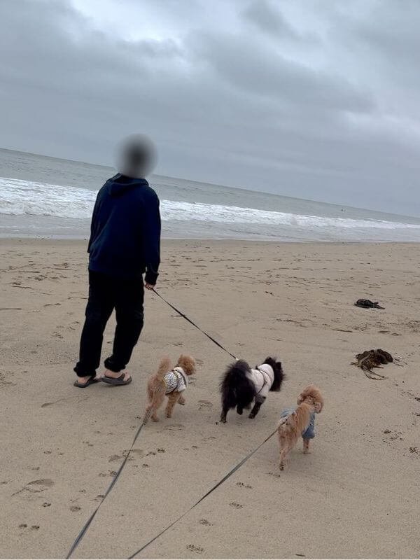 Dog owner walking three dogs on the beach at Leo Carrillo State Park California