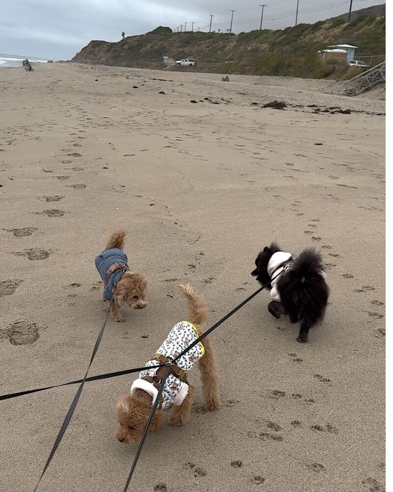 Three small dogs walking on North Beach at Leo Carrillo State Park in Malibu