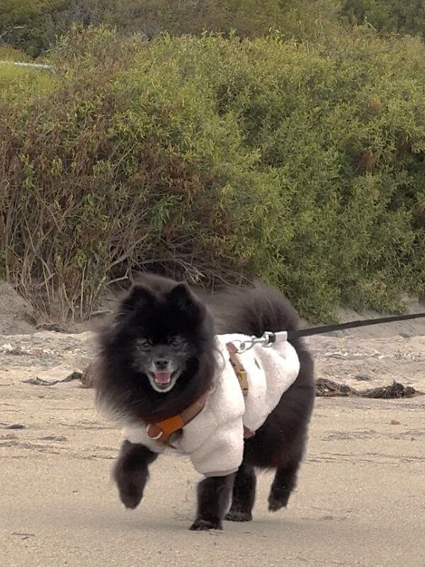 A small black dog in a jacket running joyfully across the sand at Leo Carrillo State Park's dog-friendly North Beach in Malibu