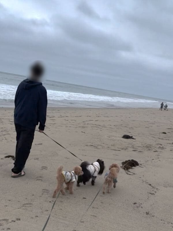 A man walking three leashed dogs along the shoreline at Leo Carrillo State Park's North Beach on a cloudy morning