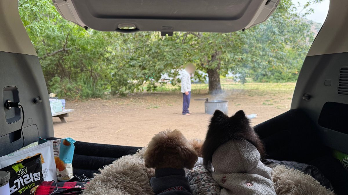 Three dogs looking out from an SUV trunk at a Malibu campsite during a car camping trip