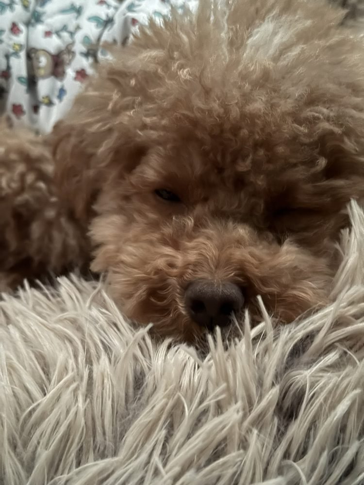 Small dog sleeping cozily on a blanket during a camping trip