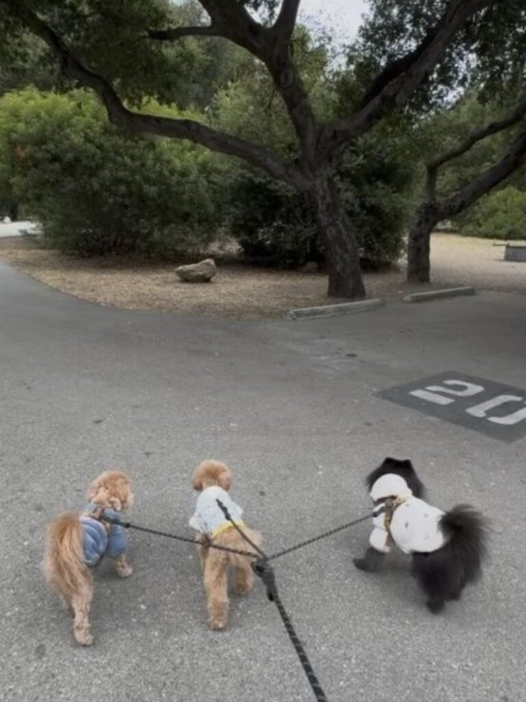Three small dogs on leashes going for a morning walk at the campground