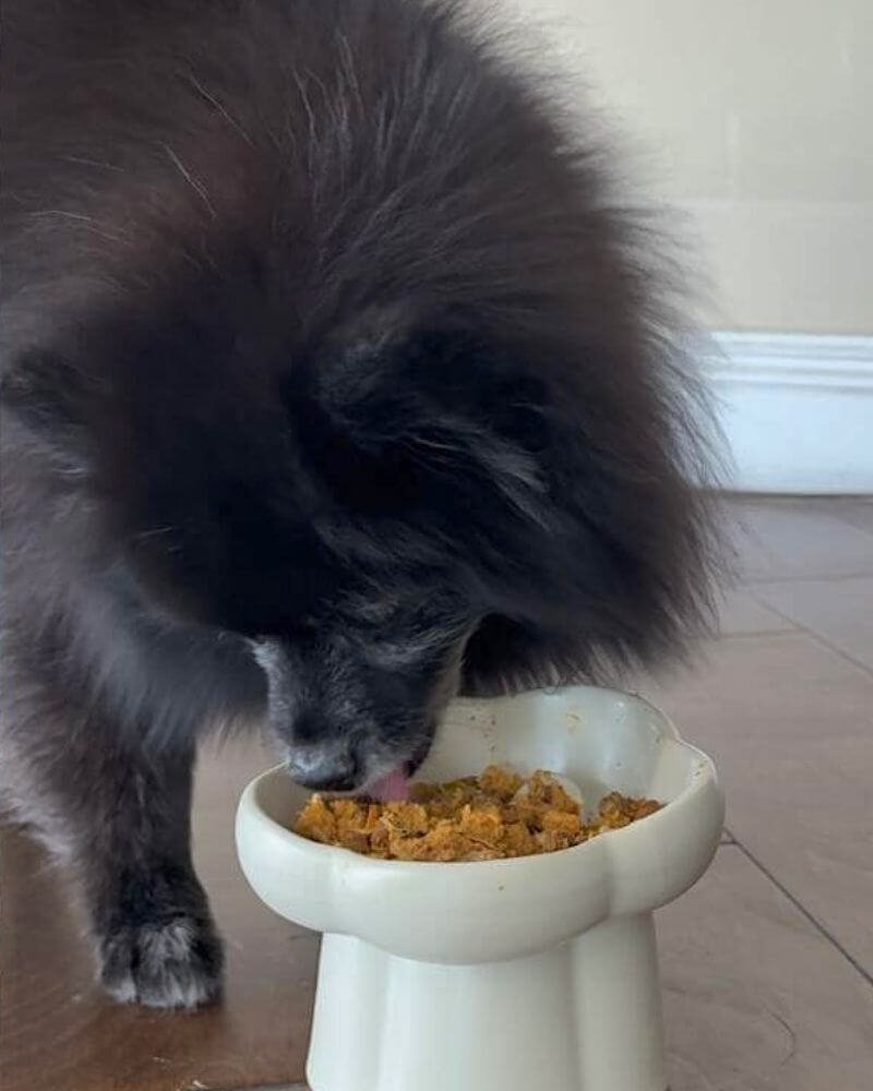 A black dog happily licking the bowl clean eating homemade fresh food mixed with kibble