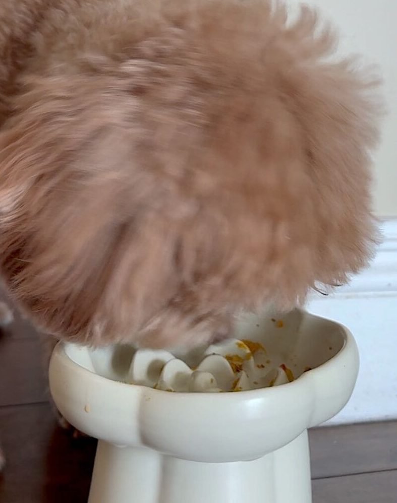 Dog finishing a clean bowl after eating hand-mixed daily supplements