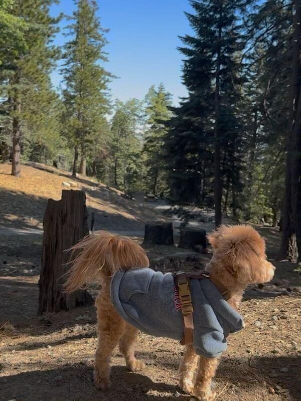 Staying at Getaway House with Multiple Dogs: Honest Review & Realistic Space Tips Small dog wearing a warm hoodie exploring the pine forest trail at Getaway House Big Bear.