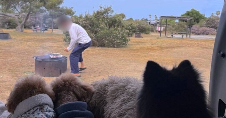 Three dogs watching from the car while dad grills at San Clemente State Beach campsite