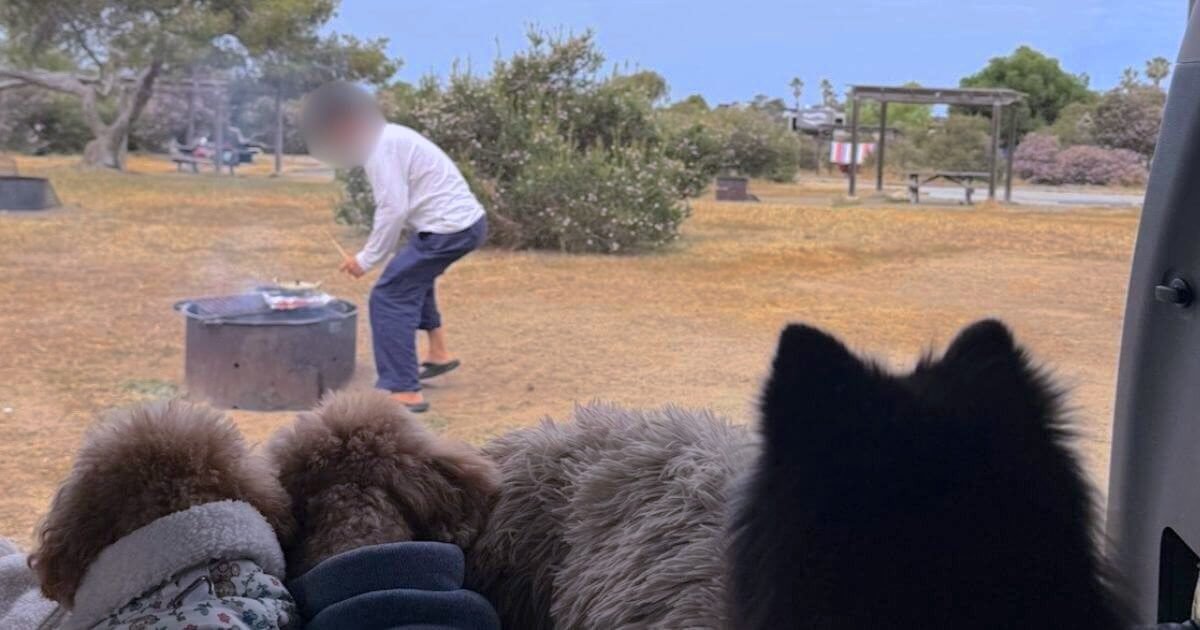 Three dogs watching from the car while dad grills at San Clemente State Beach campsite