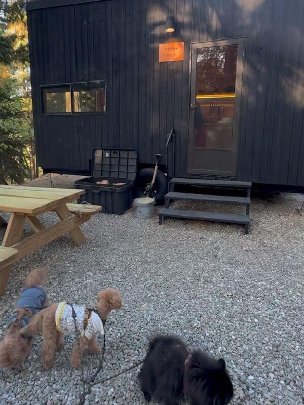 Staying at Getaway House with Multiple Dogs: Honest Review & Realistic Space Tips Three dogs standing in front of the black Getaway House container cabin Yelena in the forest.
