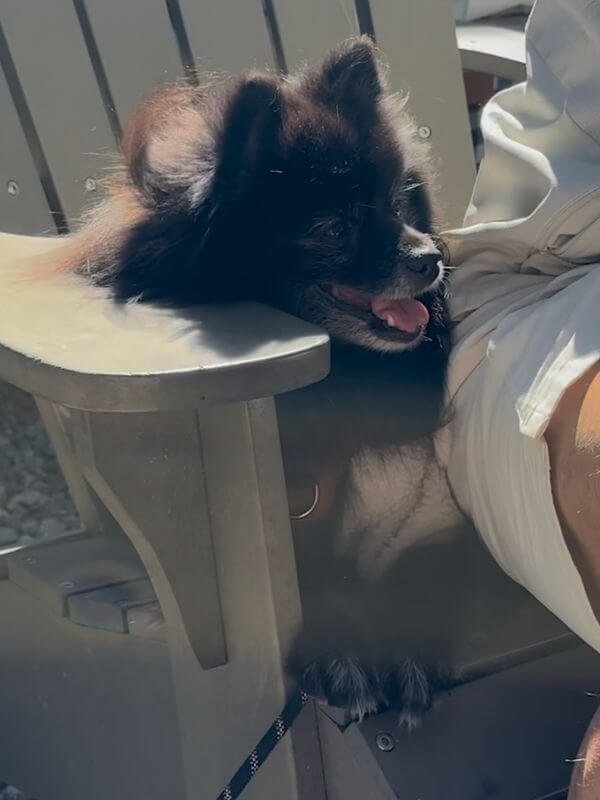 Staying at Getaway House with Multiple Dogs: Honest Review & Realistic Space Tips Black fluffy dog resting on an outdoor campfire chair on a leash at Getaway cabin.