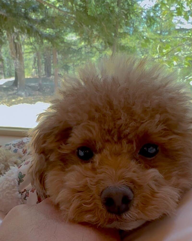 Staying at Getaway House with Multiple Dogs: Honest Review & Realistic Space Tips Cute brown poodle resting comfortably on the bed in front of the Getaway House picture window.