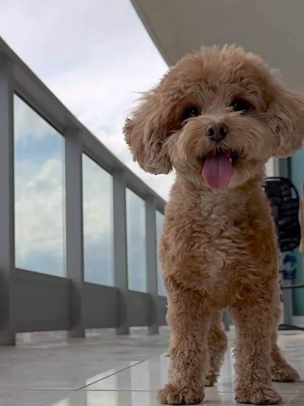 A cheerful small poodle dog smiling happily with bright eyes and fluffy coat
