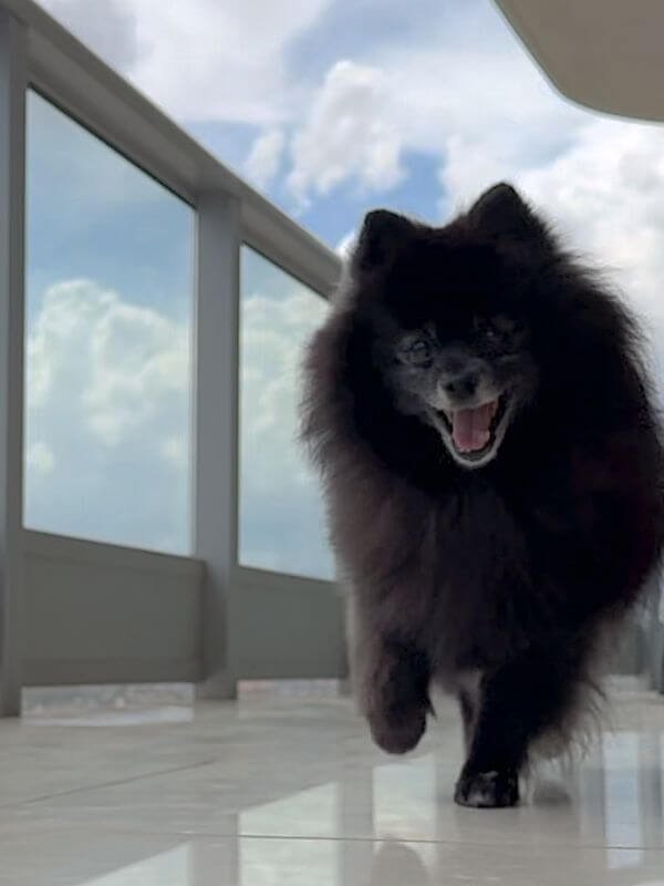 A happy and energetic 14-year-old senior black Pomeranian dog running outdoors