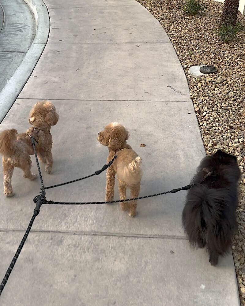 My Wellness Morning Routine: From Exhausted to Energized Walking three dogs on leashes during a morning wellness walk