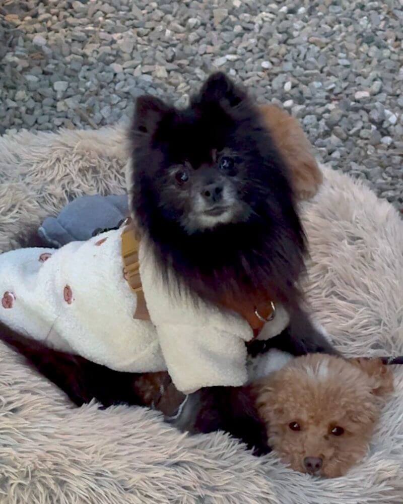 Staying at Getaway House with Multiple Dogs: Honest Review & Realistic Space Tips Two dogs wearing warm fleece sweaters snuggled together in a fluffy dog bed outside the cabin.