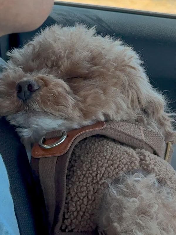 Staying at Getaway House with Multiple Dogs: Honest Review & Realistic Space Tips Tired poodle sleeping peacefully in the car after a relaxing weekend at Getaway House.
