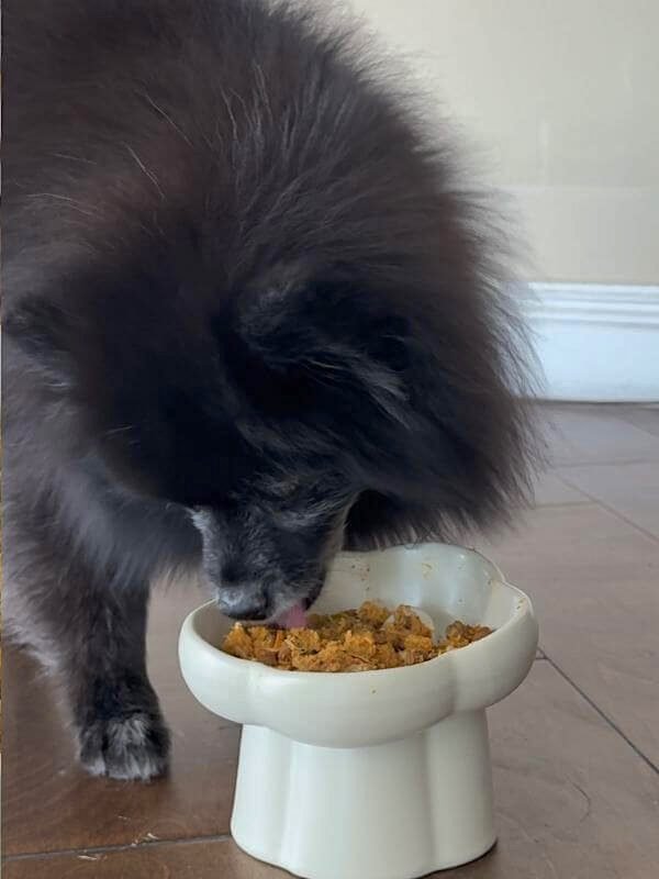 14-year-old senior black dog happily eating homemade fresh chicken dog food from a raised bowl