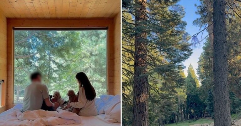 Family and three dogs looking out the cabin picture window surrounded by tall pine trees at Getaway Big Bear.