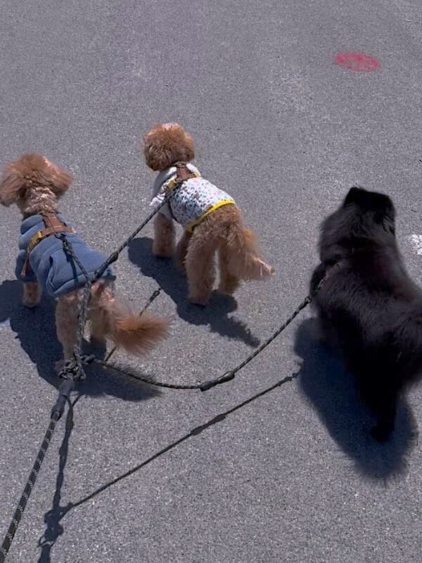 San Clemente Pet Friendly Camping: Our Foil Grill Fail Three dogs on leashes walking along San Clemente Bluff Trail