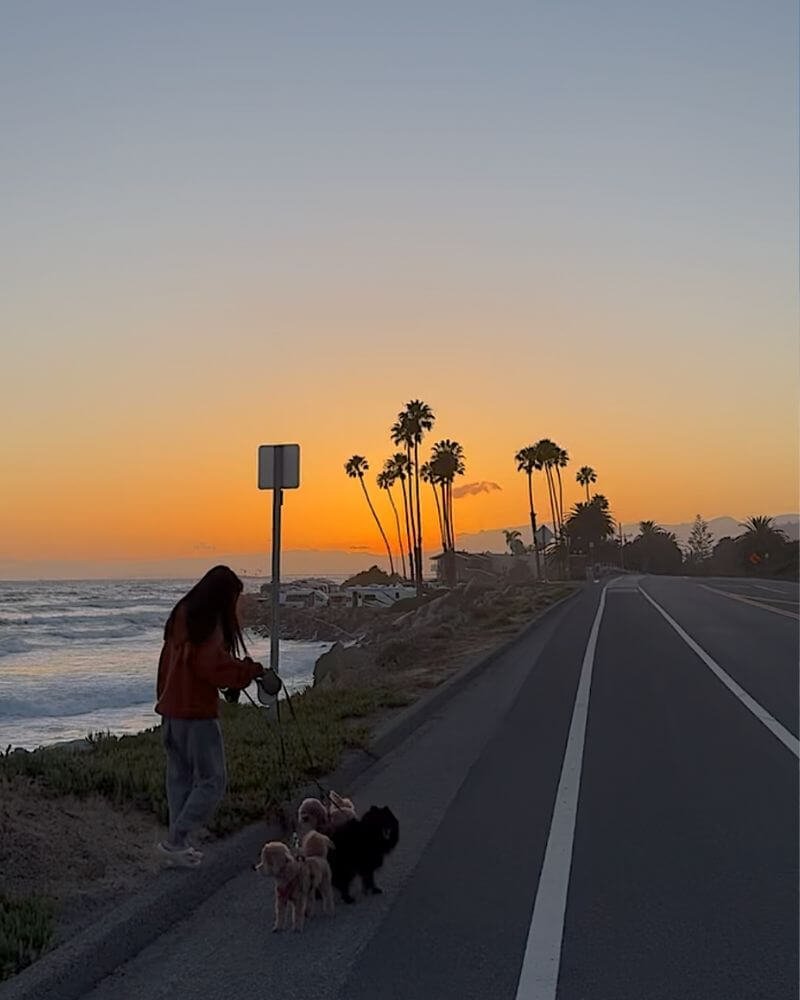 Walking three dogs along the coastal road with palm trees during sunset at Hobson Beach