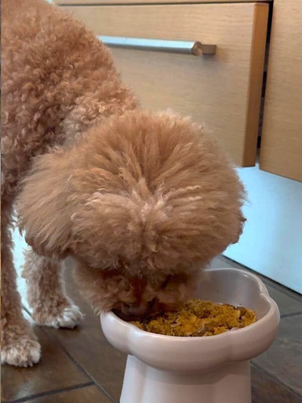 Cute small dog enthusiastically eating fresh homemade dog food from a ceramic dish