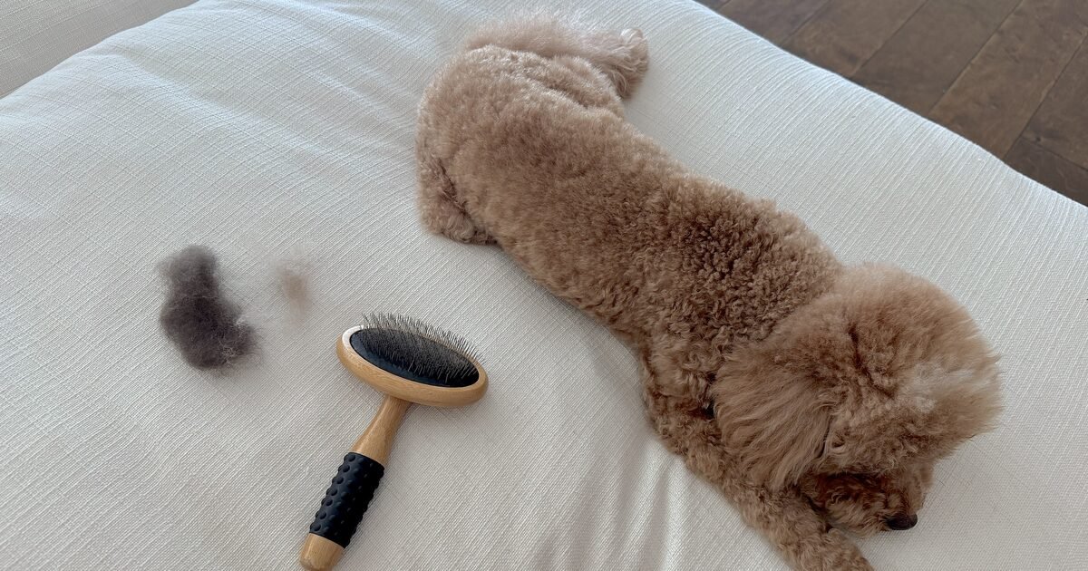 dog clean between grooming appointments, a resting doodle beside a slicker brush and brushed out fur
