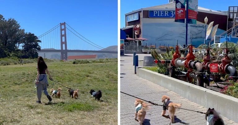 Dog friendly San Francisco with three small dogs at Crissy Field and on the Embarcadero by Pier 39
