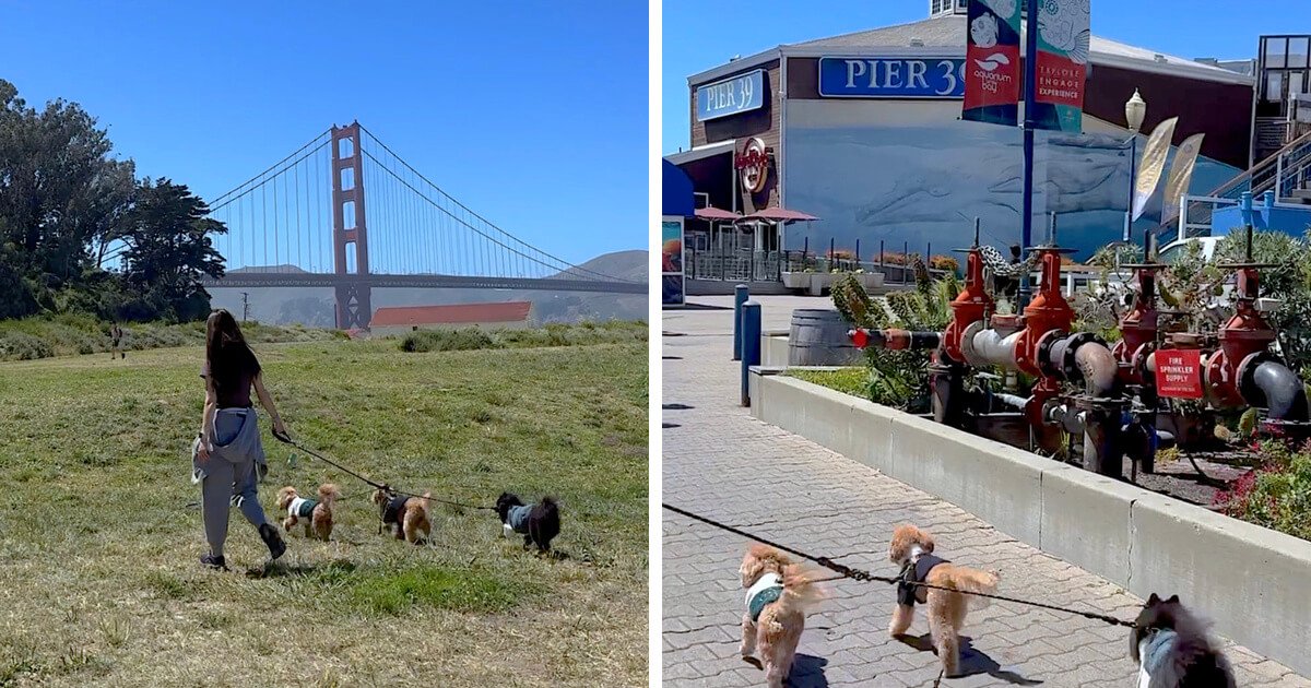 Dog friendly San Francisco with three small dogs at Crissy Field and on the Embarcadero by Pier 39