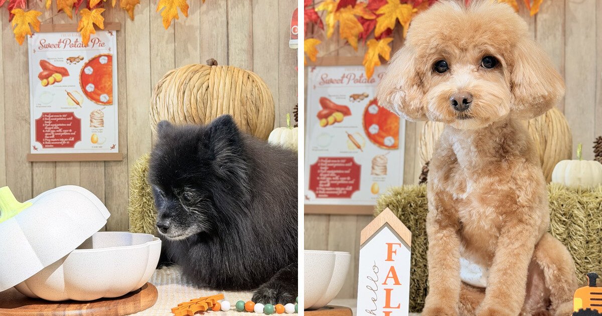 Senior black Pomeranian and a young brown poodle mix in a fall photo setup with pumpkins