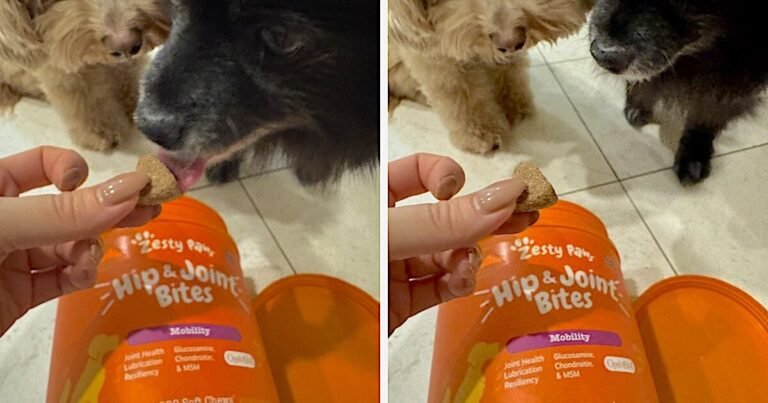 Small dogs sniffing a Zesty Paws Hip and Joint Bites container while one is offered a soft chew