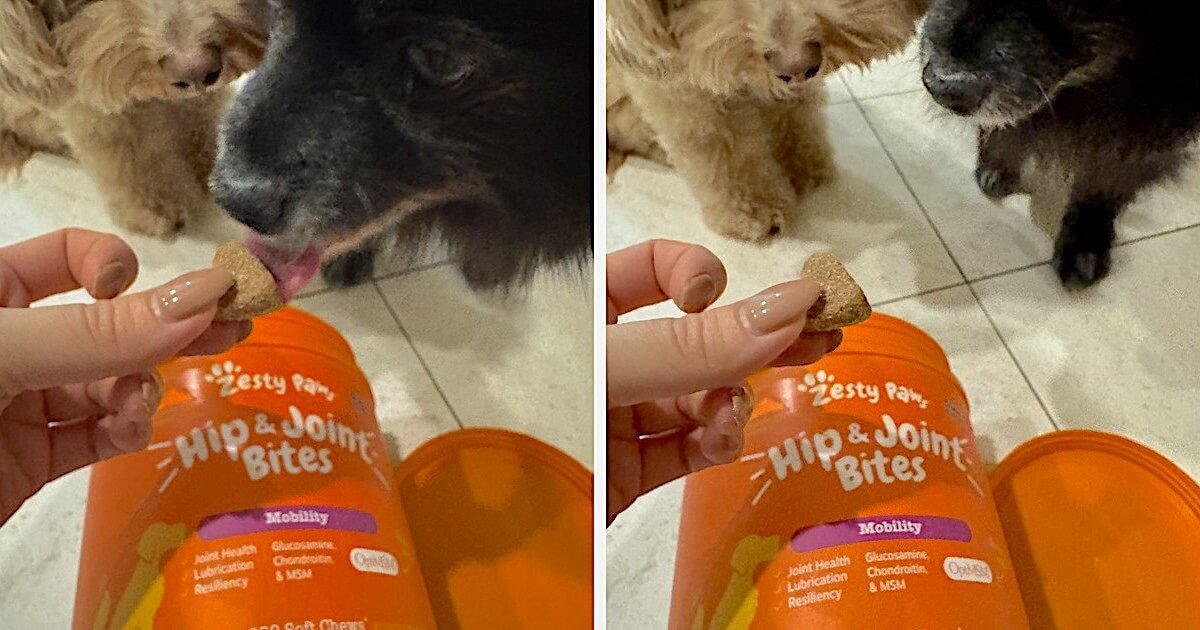 Small dogs sniffing a Zesty Paws Hip and Joint Bites container while one is offered a soft chew