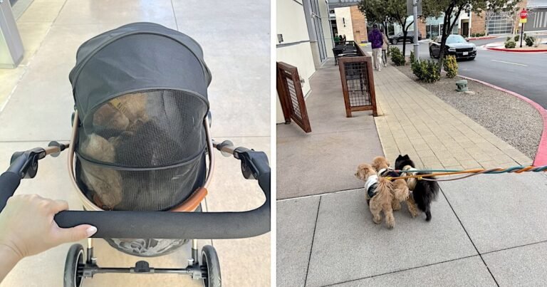 A four wheel pet stroller next to a small senior dog slowing down on a sidewalk walk