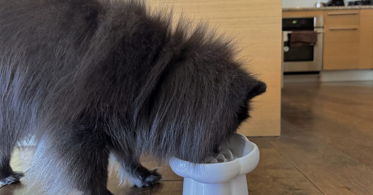 signs your senior dog needs a raised bowl, a black Pomeranian eating from a white raised bowl