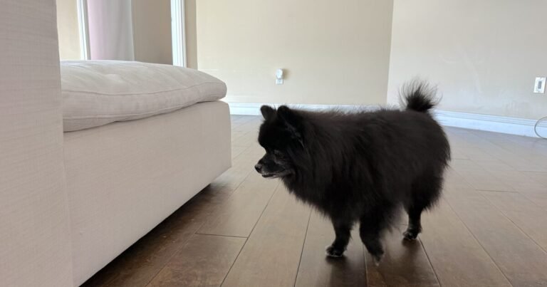 signs your senior dog needs a ramp, a senior Pomeranian standing in front of a couch