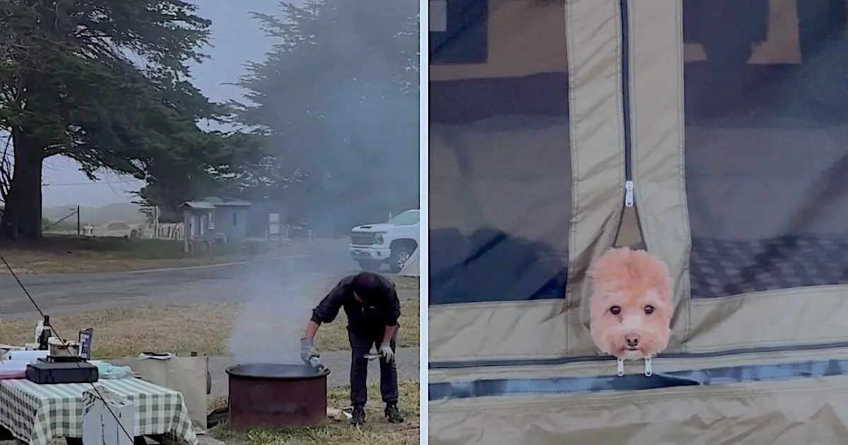 Campsite at Westside Regional Park in Bodega Bay next to a small dog in the tent door