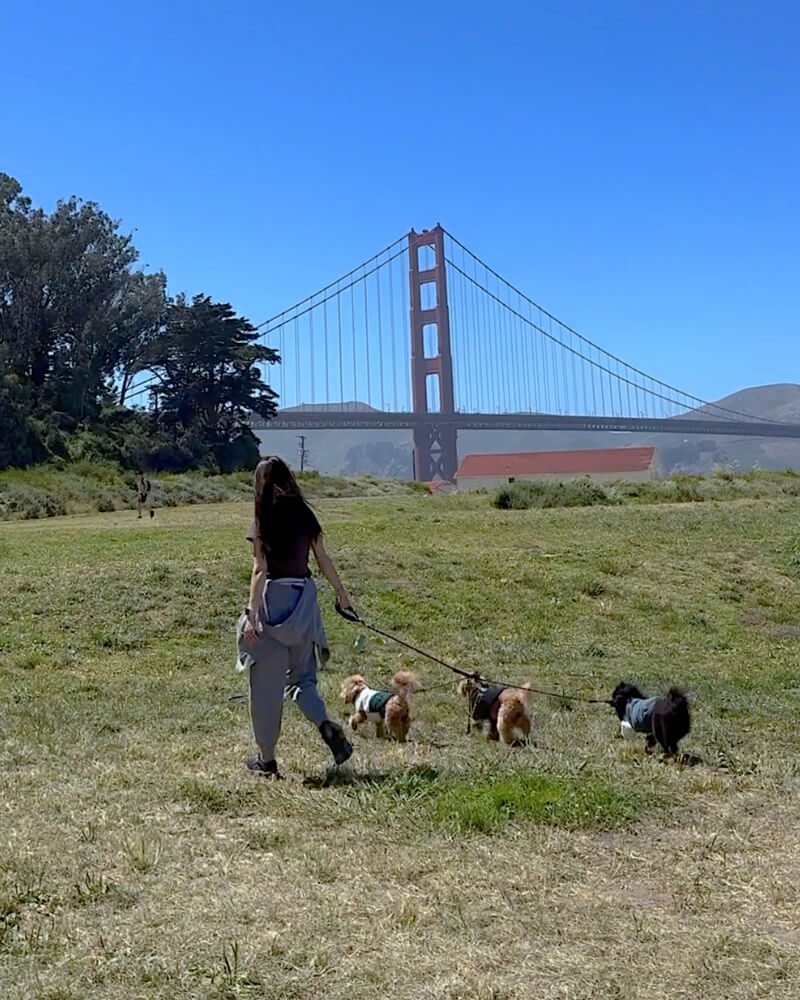 Dog Friendly San Francisco: Two Days With Three Small Dogs Dog friendly San Francisco at Crissy Field with three small dogs walking on the grass and the Golden Gate Bridge behind