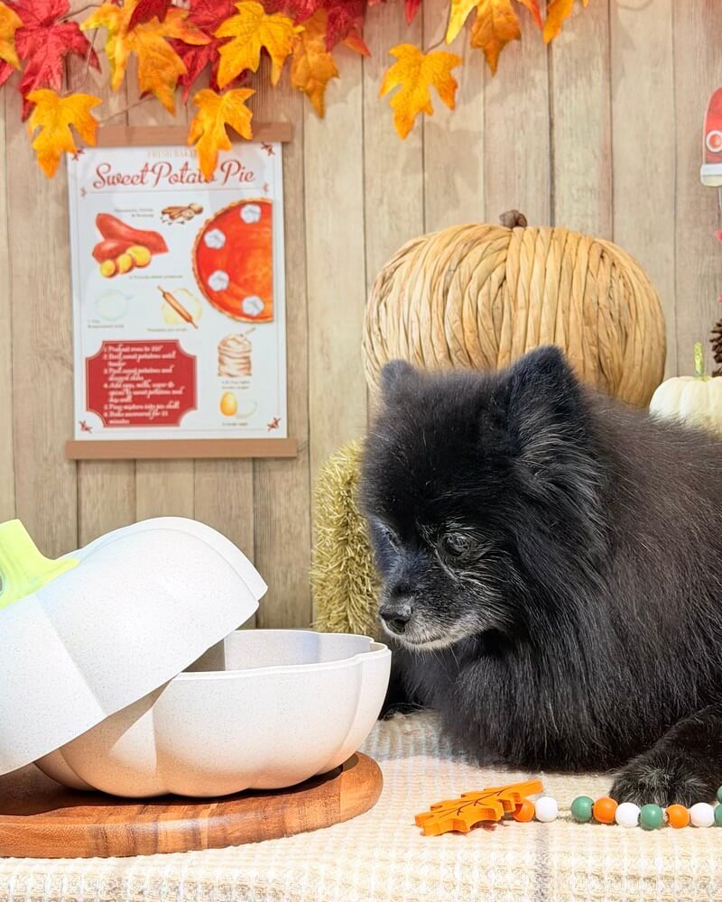 Fall foods dogs should not eat, senior black Pomeranian looking into a white pumpkin bowl