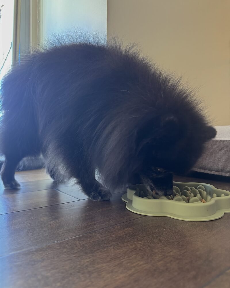 senior Pomeranian lowering her head to eat from a slow feeder on the floor