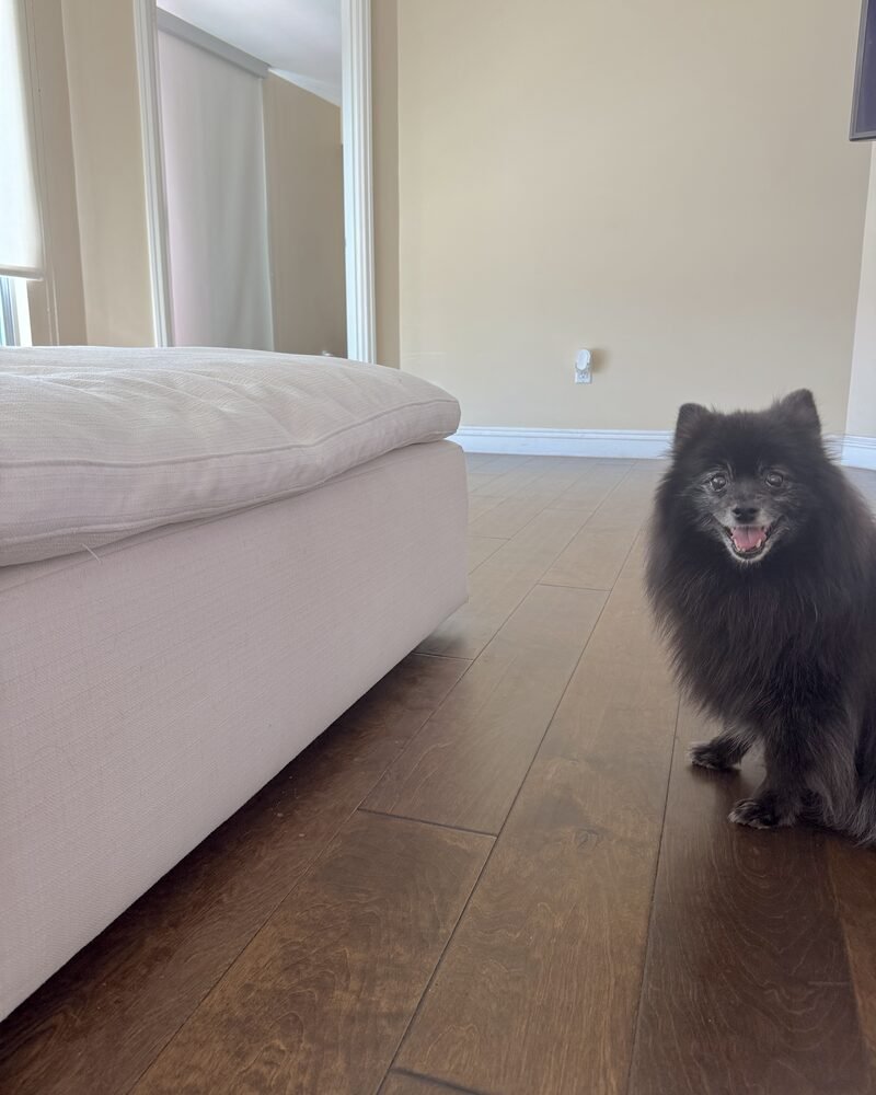 senior Pomeranian sitting on the floor next to a 16 inch couch seat