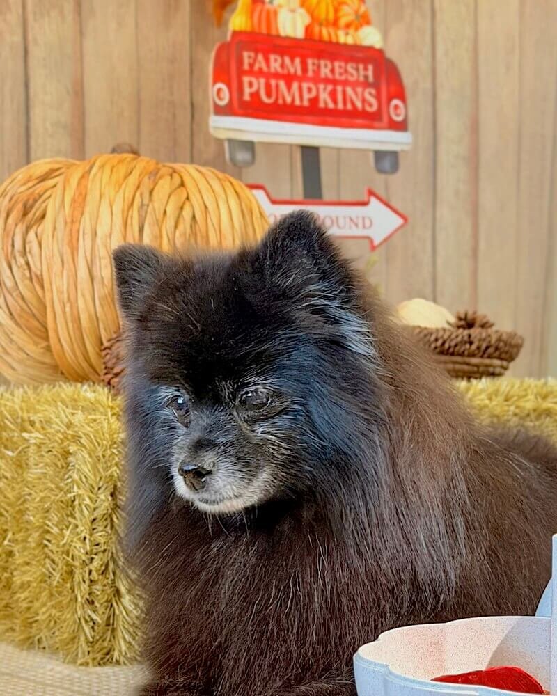 Small senior dog sitting and looking at the camera