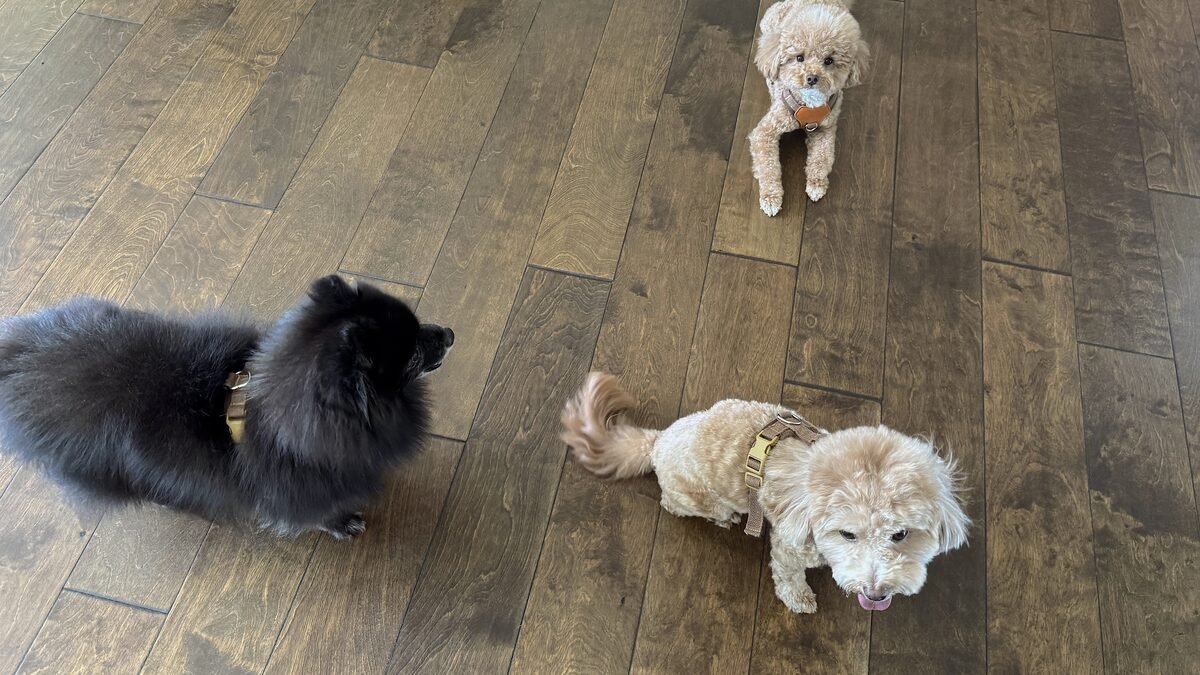 How I Keep My Dog Clean Between Grooming Appointments (3 Dogs, 8 Weeks) three small dogs in harnesses just back inside from a dusty morning walk