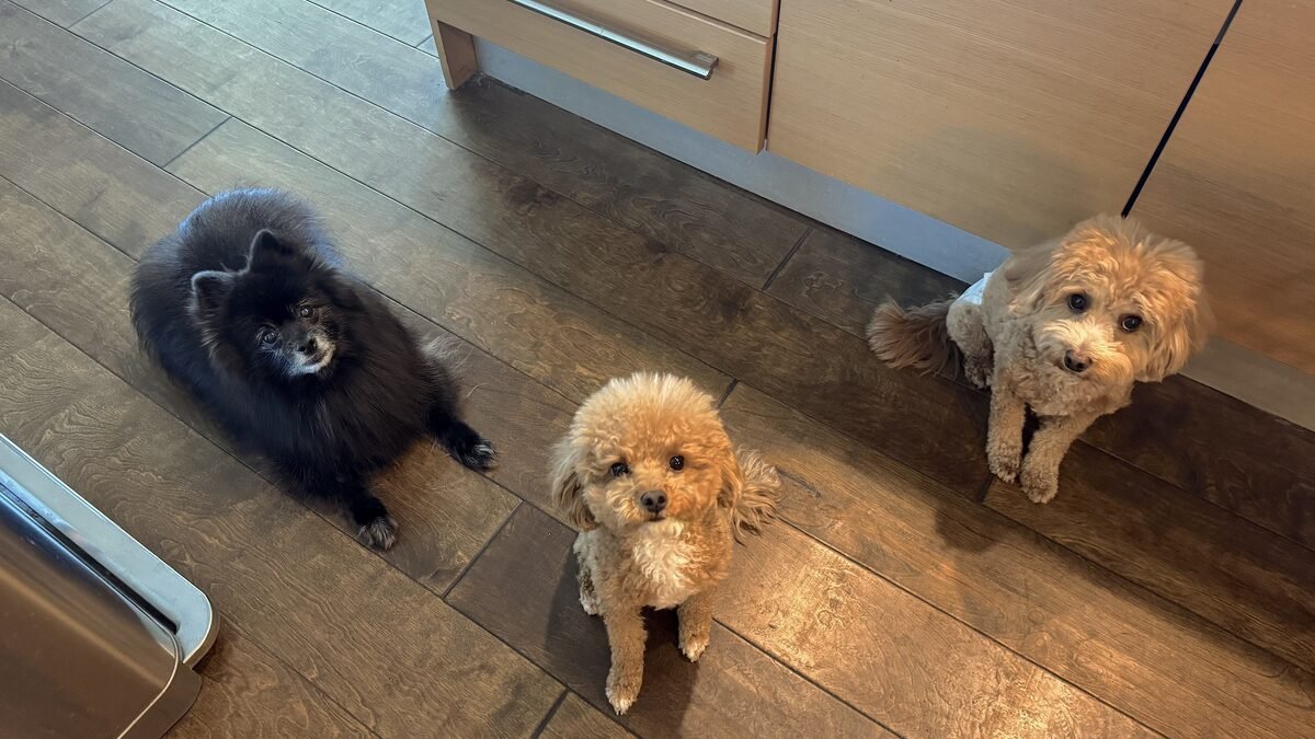 How to Give Supplements to Multiple Dogs (Our 3-Dog Morning System) three small dogs sitting on a kitchen floor waiting for breakfast