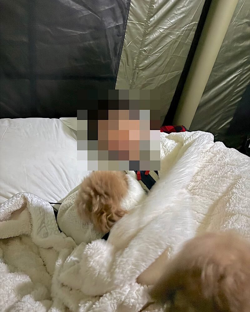 Tent Camping With Dogs: Three Nights With No Power Small dog curled up under a heated throw blanket inside a tent at night