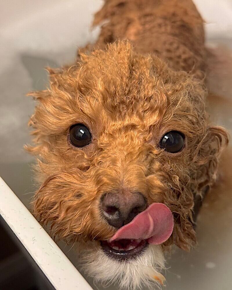 Small dog after a bath, being checked around the mouth and gumline