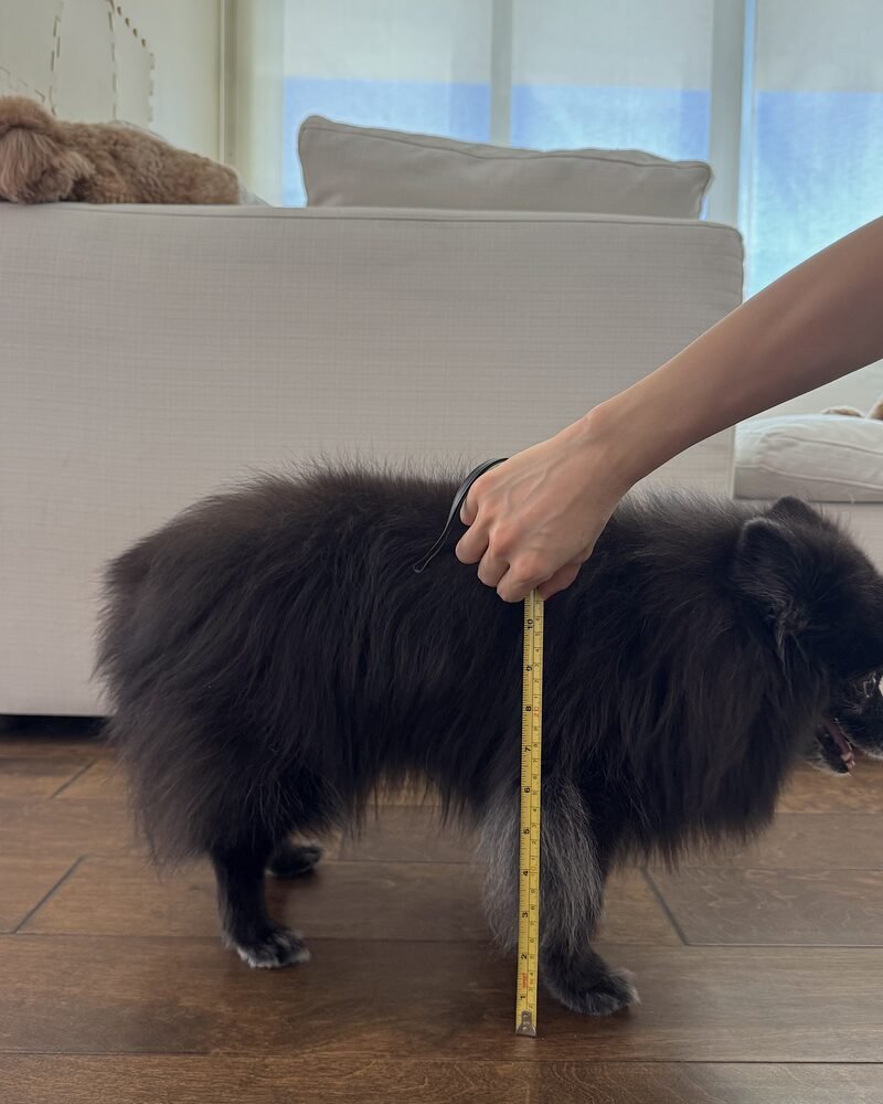 tape measure reading about 10.5 inches from the floor to a senior dog shoulder