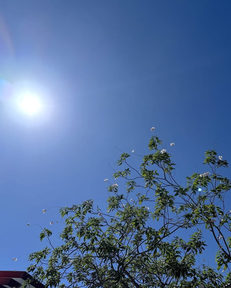 Sauna in the Morning or at Night: Why Mornings Finally Won Bright morning sun above a tree on the short drive to the studio before it opens at eight