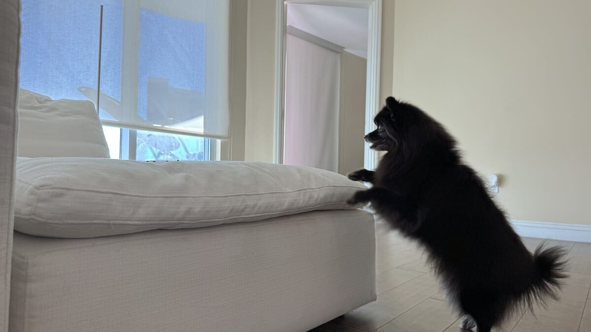 senior Pomeranian with front paws on the couch cushion, unable to jump the rest of the way up