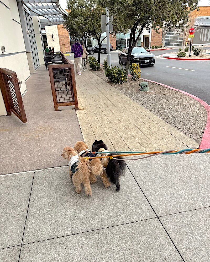 Signs Your Senior Dog Needs a Stroller (And Why I Waited Too Long) Small senior dog falling behind on a sidewalk walk with another dog